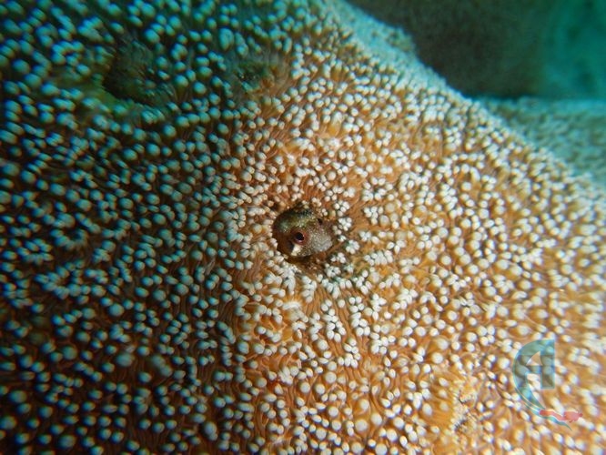 coral y gobios